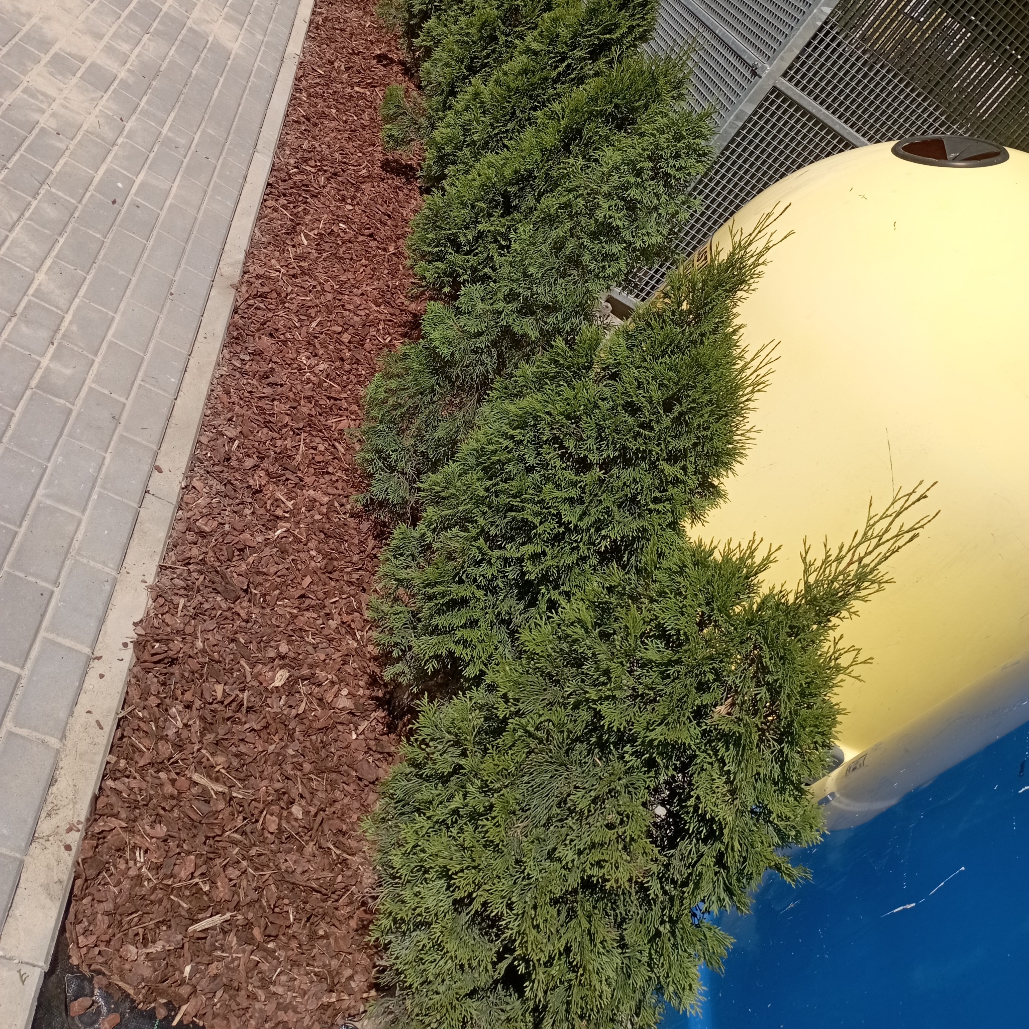 Rząd zielonych krzewów iglastych obsypanych korą, rosnących wzdłuż chodnika z kostki brukowej, obok żółtego pojemnika na śmieci i metalowej kratownicy.
