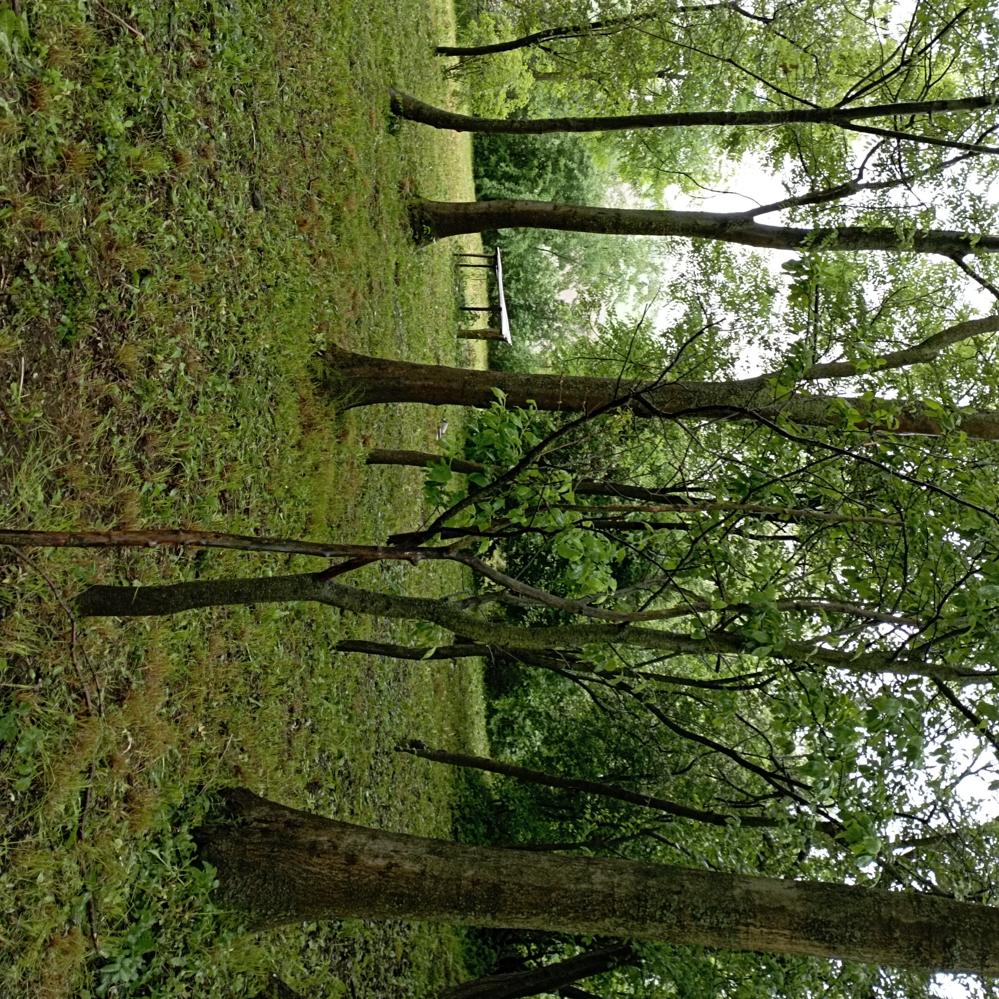Malowniczy widok na park z drzewami i ławką w oddali, z perspektywy pnia drzewa, z przewagą zieleni i naturalnego oświetlenia.