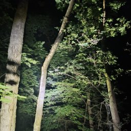 Wycinka drzew Krupski Młyn 1