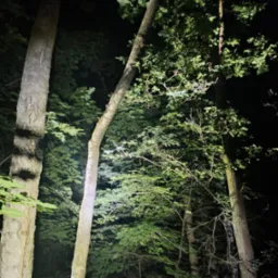 Nocne ujęcie drzew w lesie, z wyraźnie widocznym pniem jednego z drzew, który został przycięty. Oświetlenie skupione na pniu, reszta w ciemności.