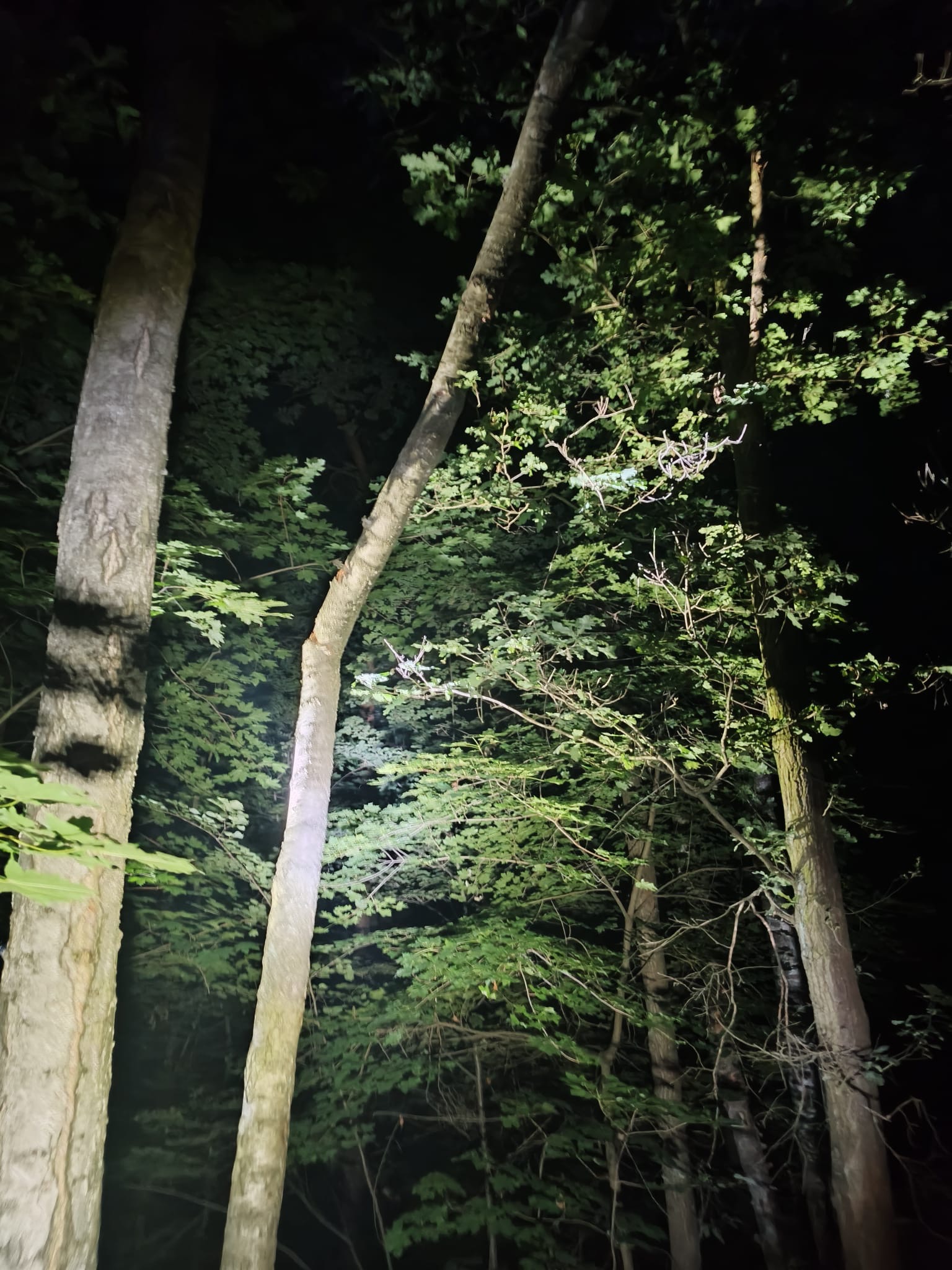 Nocne ujęcie drzew w lesie, z wyraźnie widocznym pniem jednego z drzew, który został przycięty. Oświetlenie skupione na pniu, reszta w ciemności.