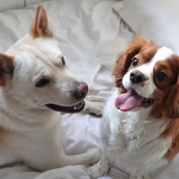 Wyprowadzanie psów Szczecin 4