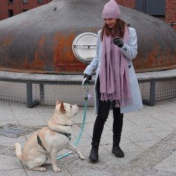 Wyprowadzanie psów Szczecin 3