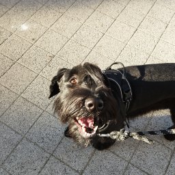 Wyprowadzanie psów Szczecin 2