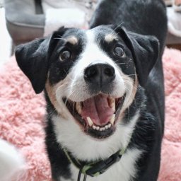 Wyprowadzanie psów Szczecin 1