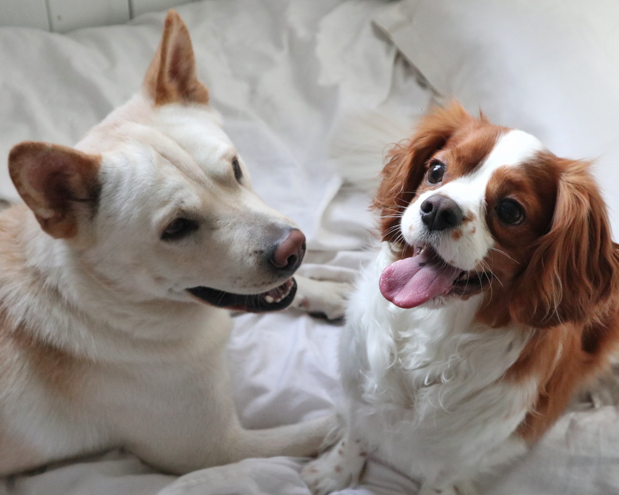 Dwa psy rasy Cavalier King Charles Spaniel i mieszaniec w Szczecinie leżą na białej pościeli. Jeden patrzy w bok, drugi ma wyciągnięty język.