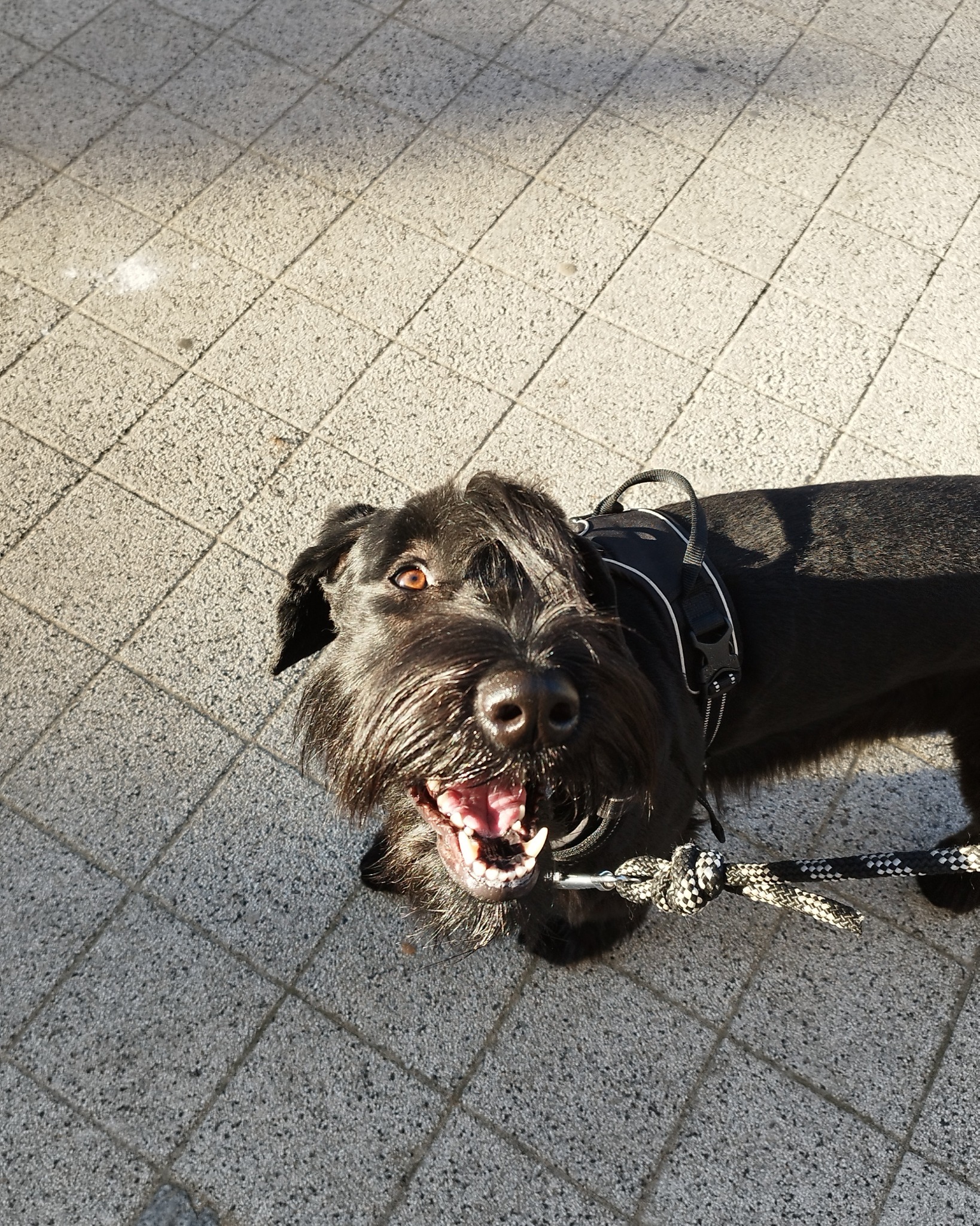 Szczekający, czarny sznaucer olbrzym z otwartym pyskiem i smyczą, patrzy w górę na tle szarej kostki brukowej w słoneczny dzień. Widok z dołu.