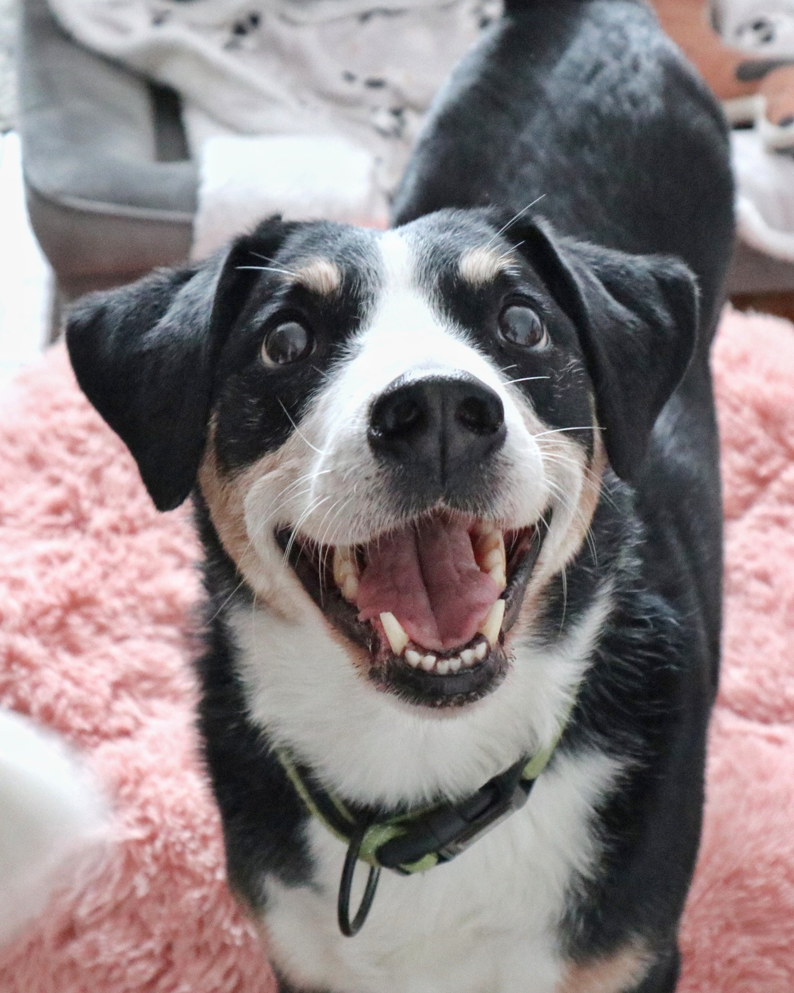 Uśmiechnięty pies rasy Appenzeller z obrożą na różowym dywanie. Widoczne białe zęby i różowy język. W tle szara kanapa z nadrukiem psich łap.