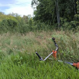 Wycinka drzew Goleniów 4