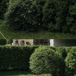 Zadbany ogród w Goleniowie: równo przycięty żywopłot z iglaków i krzewów, trawa skoszona, widoczny budynek w tle. Estetyczne zagospodarowanie przestrzeni.