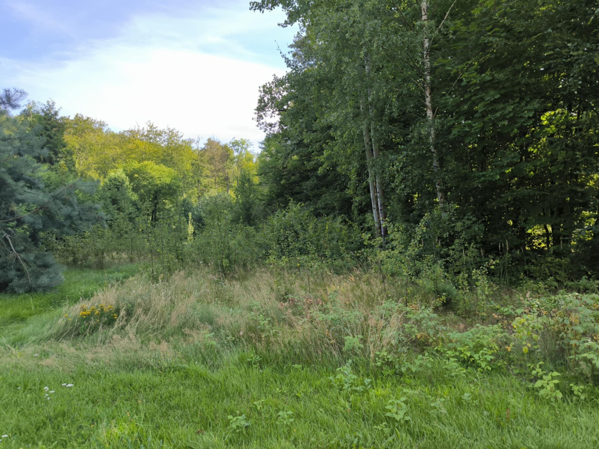 Zarośnięty teren zieleni z wysoką trawą i krzewami, otoczony drzewami liściastymi i iglastymi. Scena przed rozpoczęciem prac porządkowych.