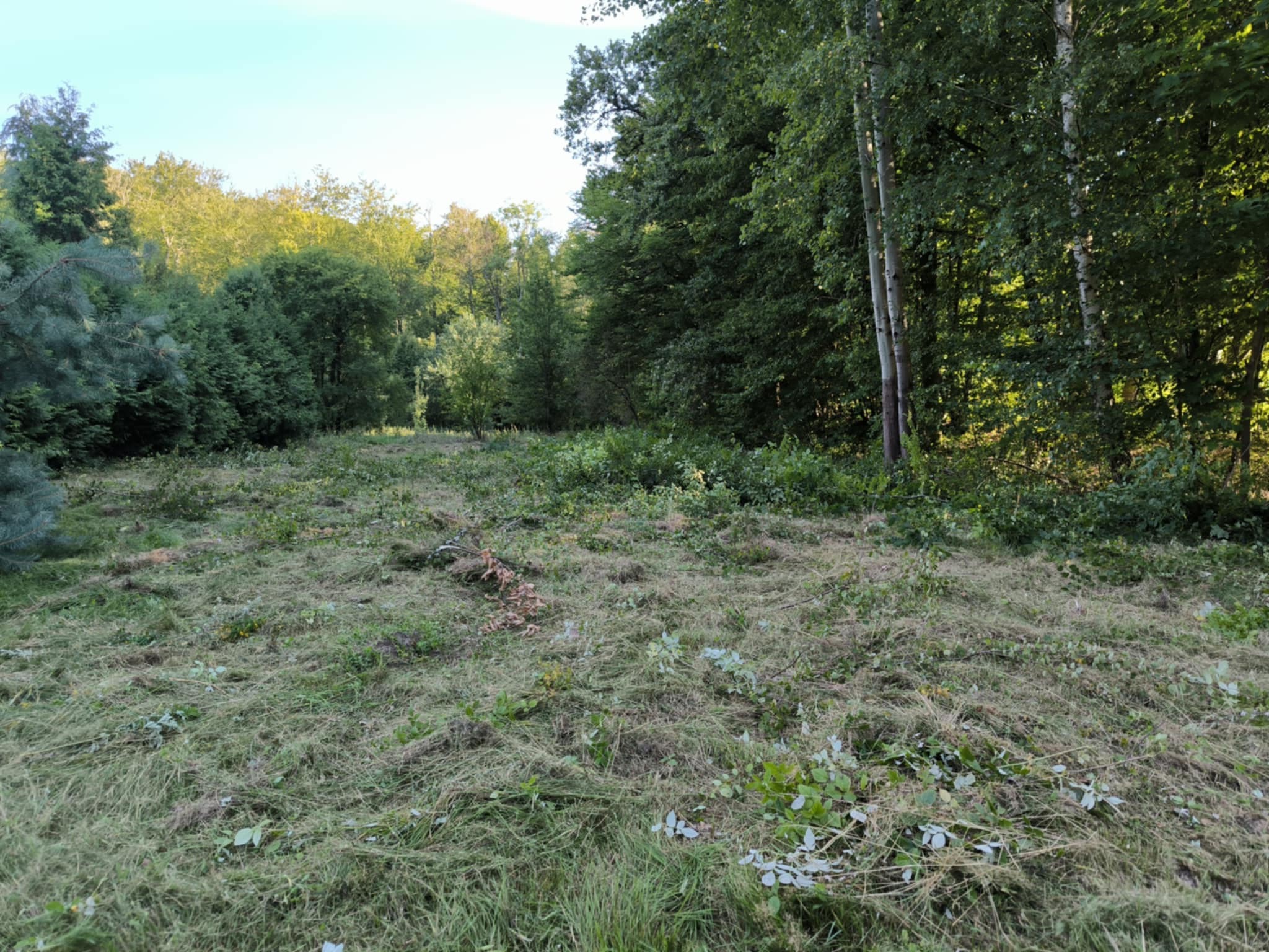 Teren po wycince drzew i krzewów, widoczne ścięte gałęzie i trawa. Prace porządkowe po wycince. Tło stanowią drzewa.