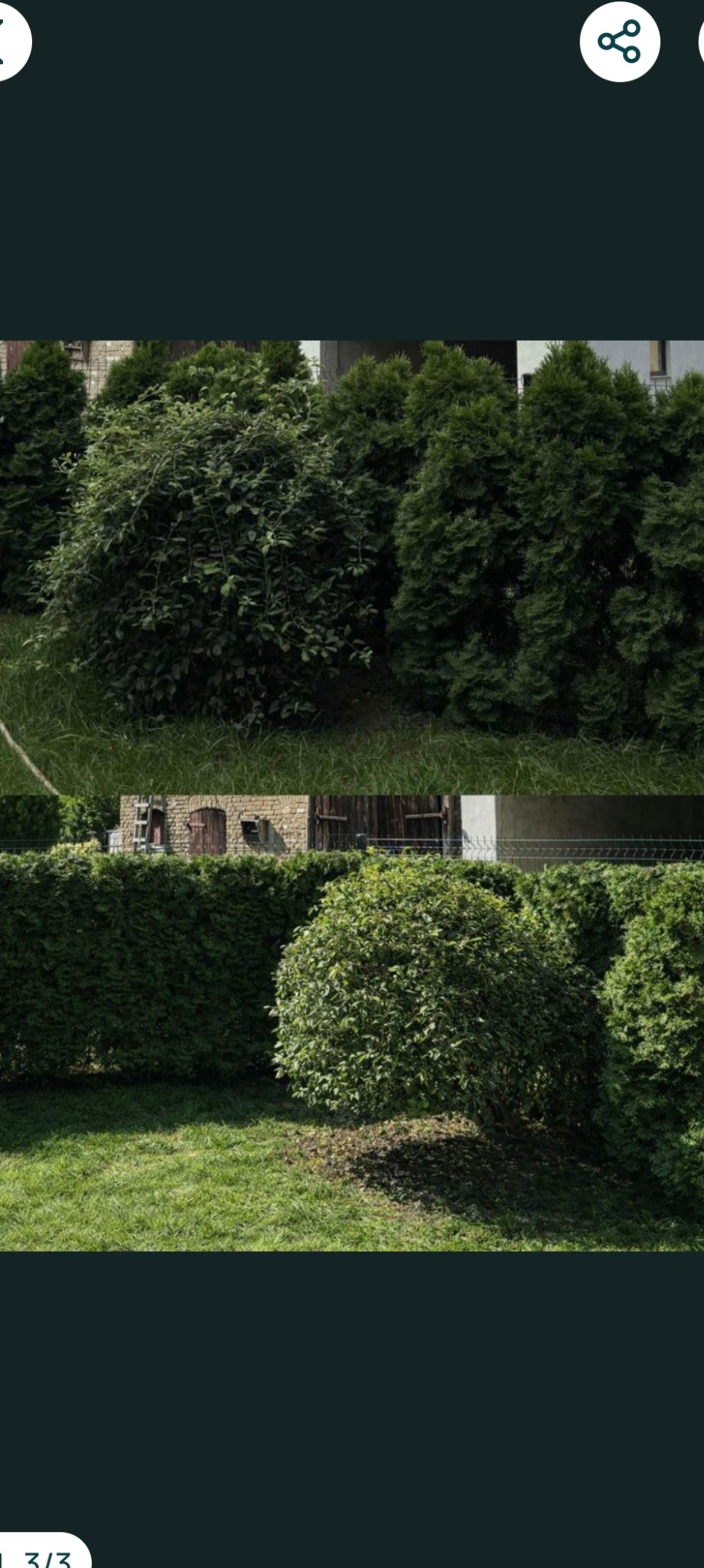 Zadbany ogród w Goleniowie: równo przycięty żywopłot z iglaków i krzewów, trawa skoszona, widoczny budynek w tle. Estetyczne zagospodarowanie przestrzeni.