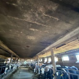 Przed myciem i bieleniem obory