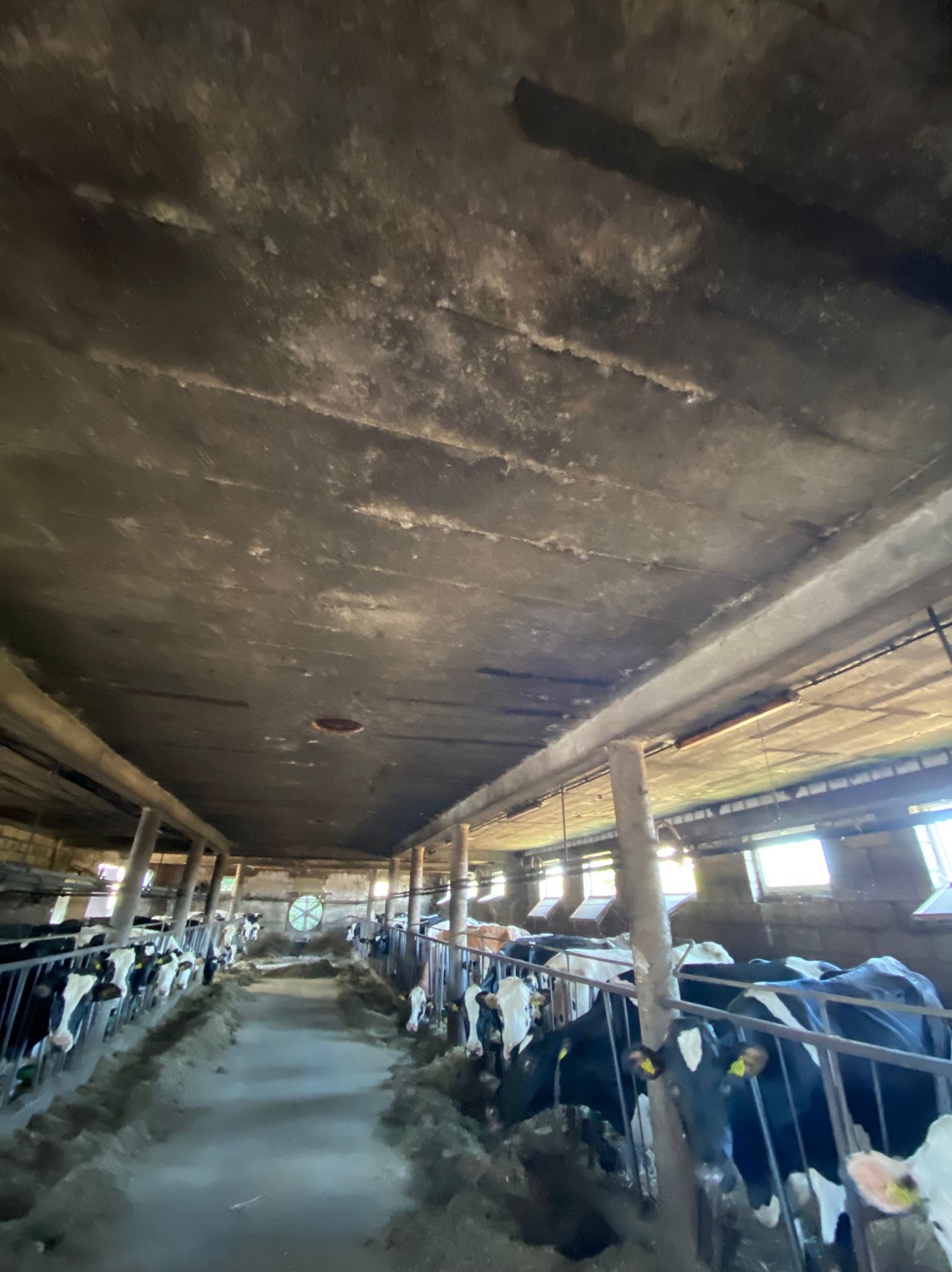 Przed myciem i bieleniem obory