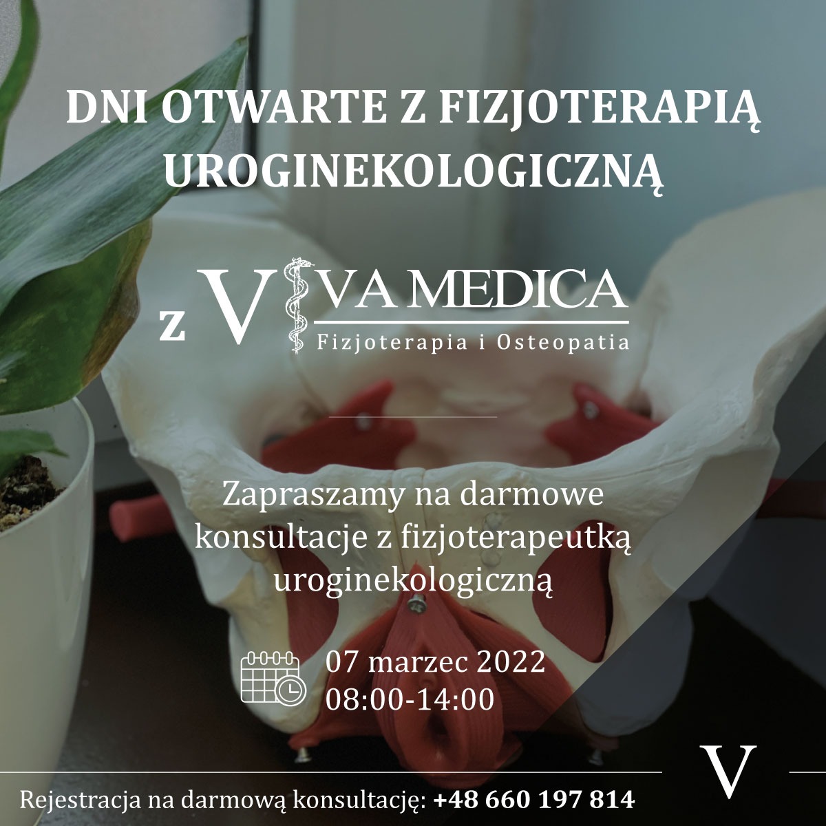 Plakat informujący o dniach otwartych z fizjoterapią uroginekologiczną w Viva Medica, 7 marca 2022. Model miednicy w tle, numer telefonu do rejestracji.