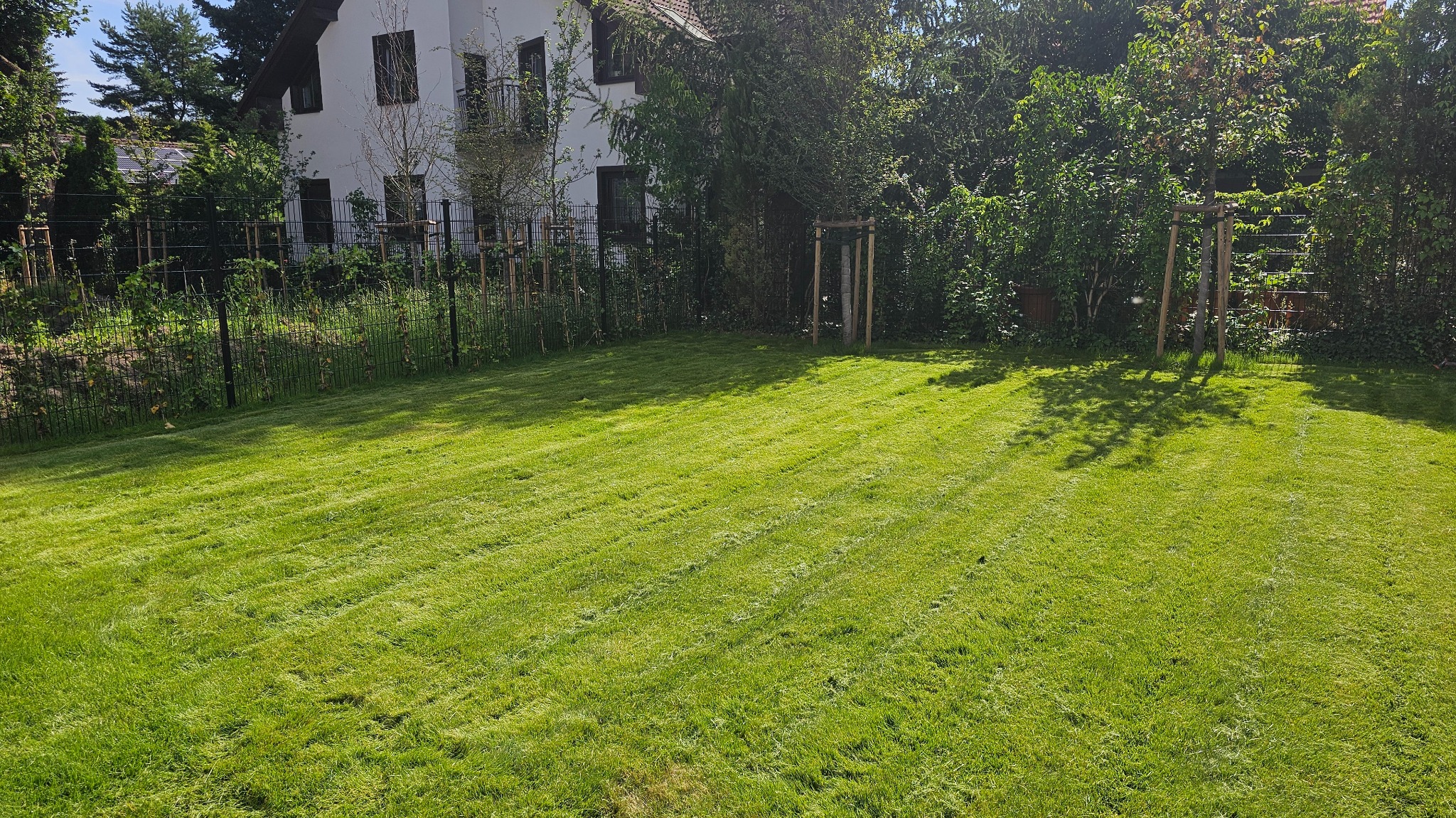 Krótko przystrzyżony trawnik z wyraźnymi pasami po koszeniu, na tle domu i drzew. Trawa świeżo skoszona, widać resztki trawy. Zadbany trawnik.