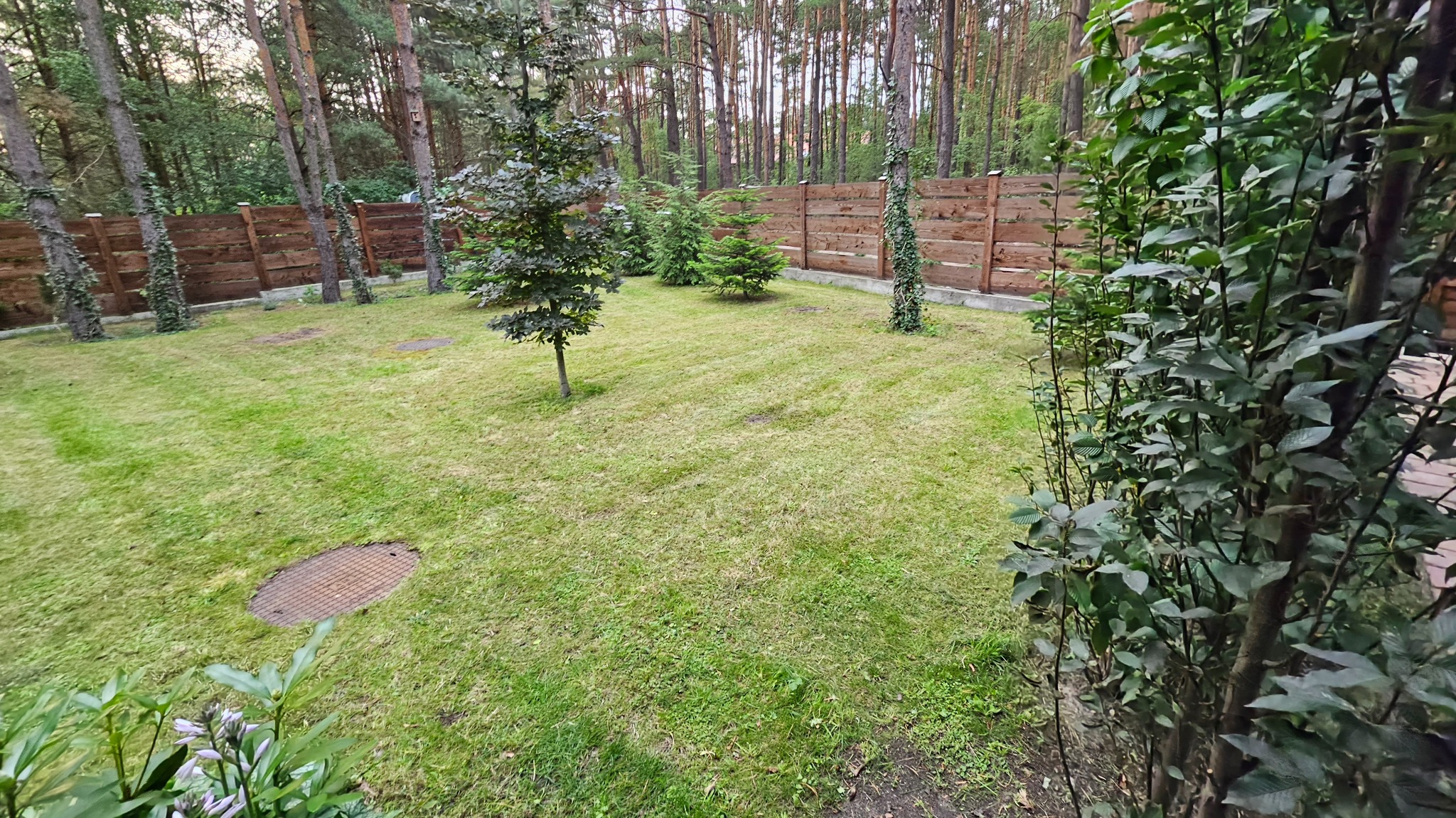 Zadbany trawnik z młodymi drzewkami i drewnianym płotem porośniętym bluszczem w tle. Widoczne studzienki i regularnie skoszona trawa.