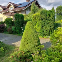 Zadbany ogród przed domem z panelami słonecznymi na dachu. Stożkowo przycięty krzew na pierwszym planie, ścieżka z kostki i bujna roślinność w tle.