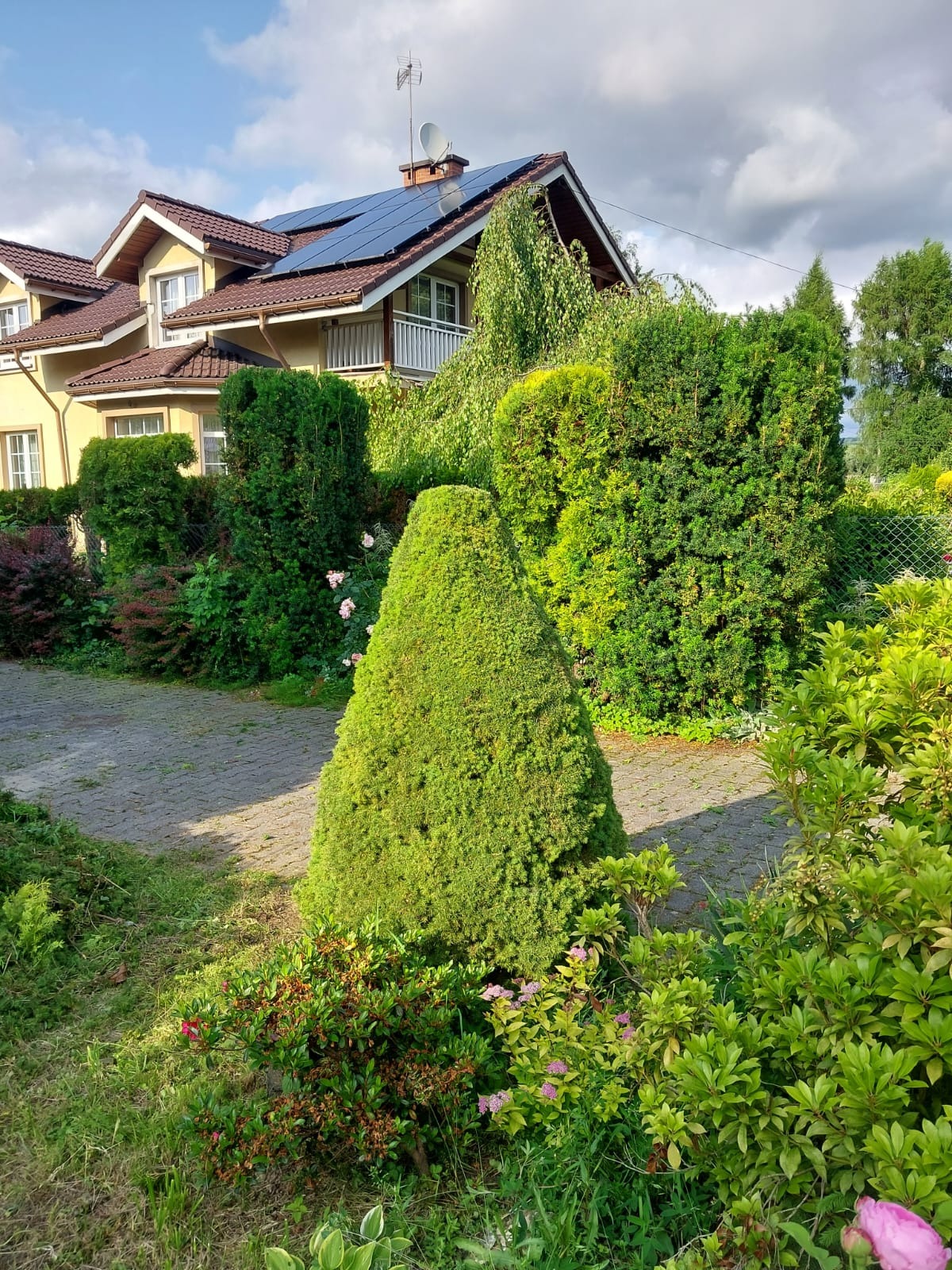 Zadbany ogród przed domem z panelami słonecznymi na dachu. Stożkowo przycięty krzew na pierwszym planie, ścieżka z kostki i bujna roślinność w tle.