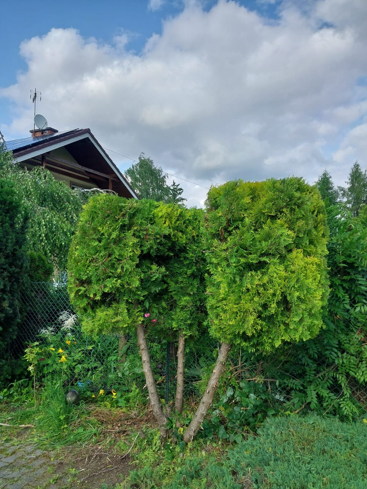 Krzew ozdobny z trzema pniami, przycięty w kształt zaokrąglonego bloku, na tle zieleni i domu z anteną satelitarną.
