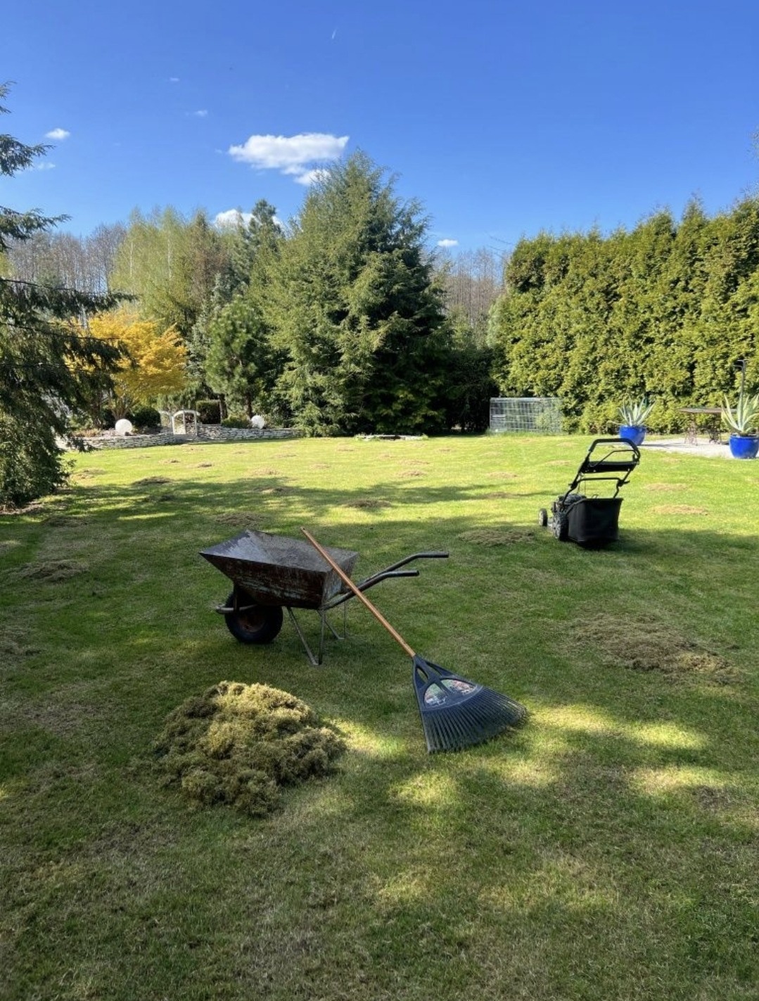 Trawa po wertykulacji z grabiami i taczką na zadbanym trawniku w słoneczny dzień. W tle drzewa i krzewy.