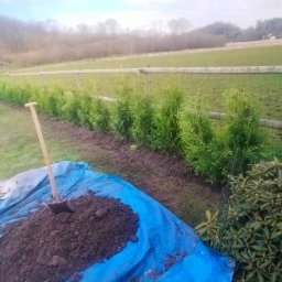 Fast Bygg - Sadzenie żywopłotu z tui szmaragd. Szpadel wbity w pryzmę ziemi na plandece. W tle rząd posadzonych drzewek i osoba w odblaskowej kamizelce.