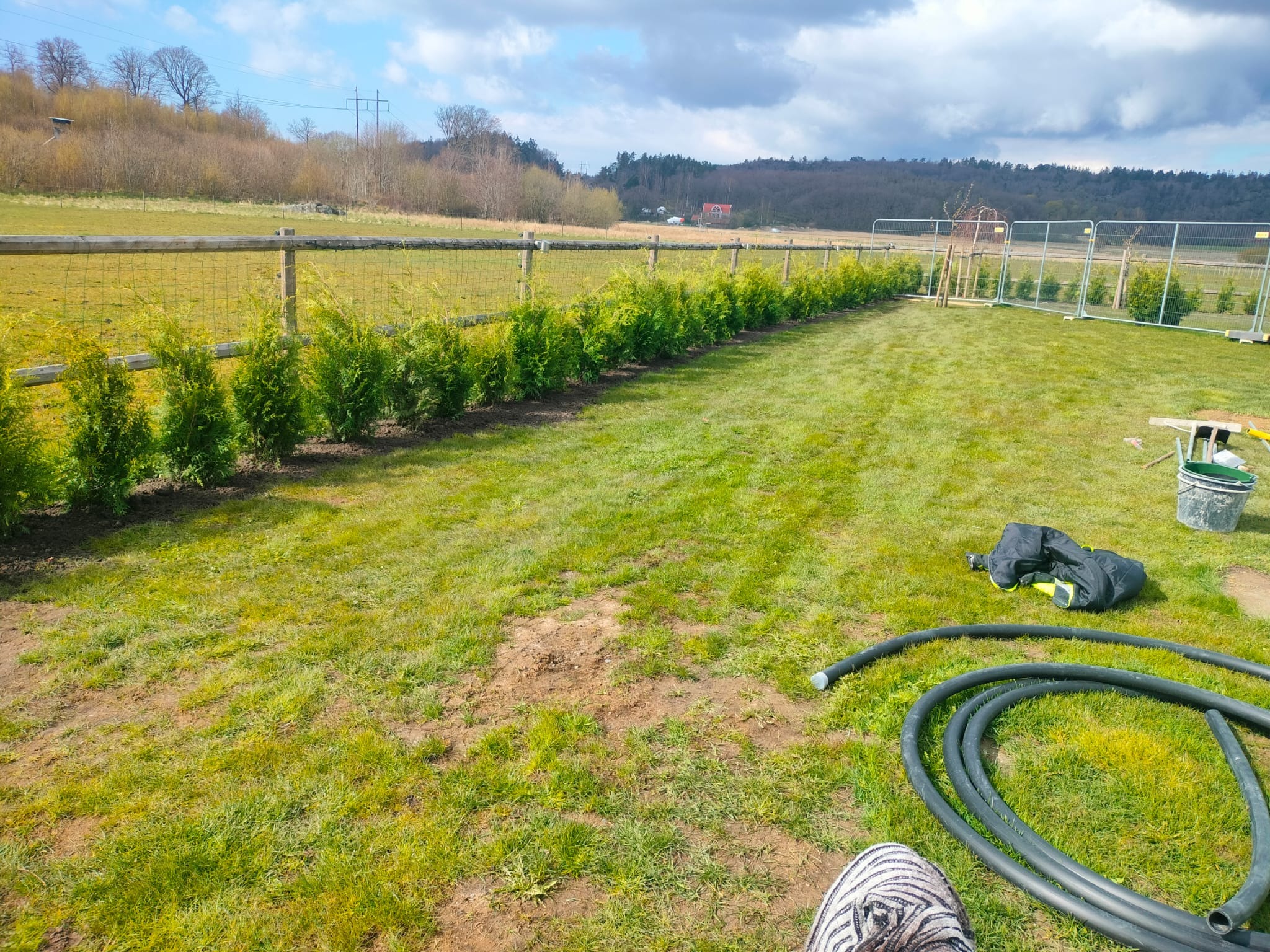 Świeżo posadzone tuje wzdłuż drewnianego płotu na trawniku, z widocznymi wężami nawadniającymi i narzędziami ogrodniczymi w tle, w słoneczny dzień.