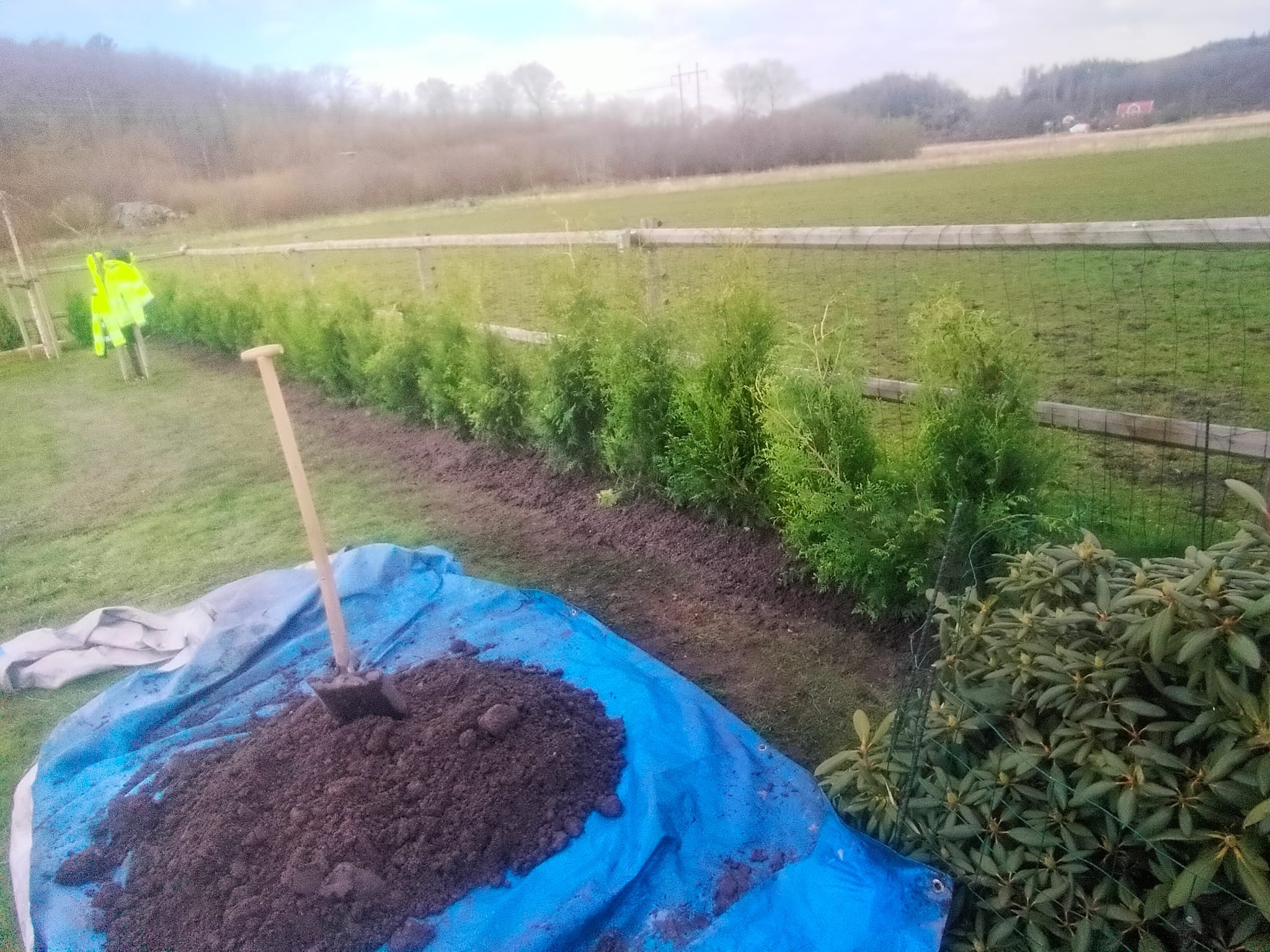 Sadzenie żywopłotu z tui szmaragd. Szpadel wbity w pryzmę ziemi na plandece. W tle rząd posadzonych drzewek i osoba w odblaskowej kamizelce.