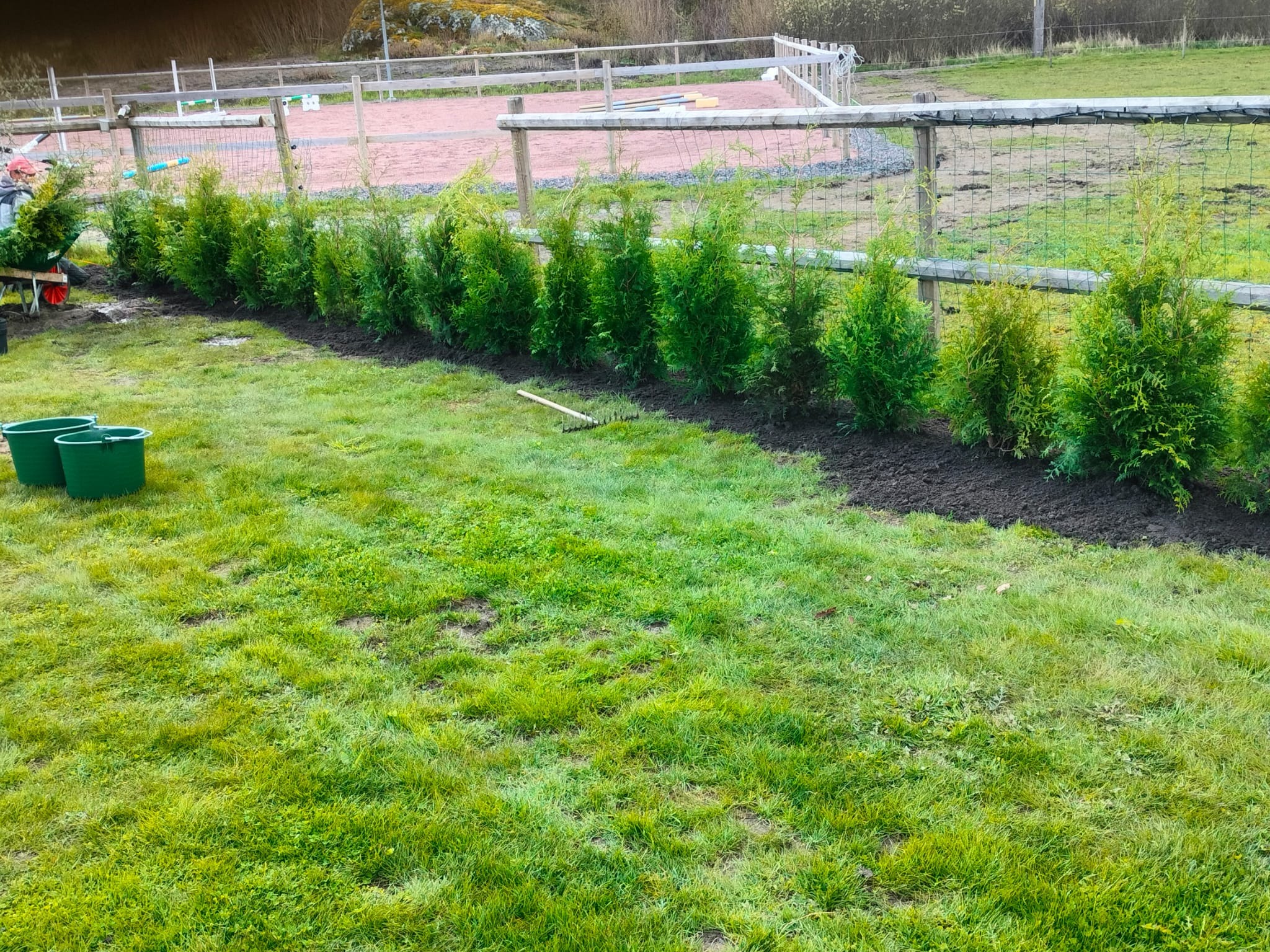 Świeżo posadzone tuje tworzą zielony żywopłot wzdłuż drewnianego ogrodzenia. Dwa zielone wiadra i grabie leżą na trawie. W tle widoczny plac zabaw.