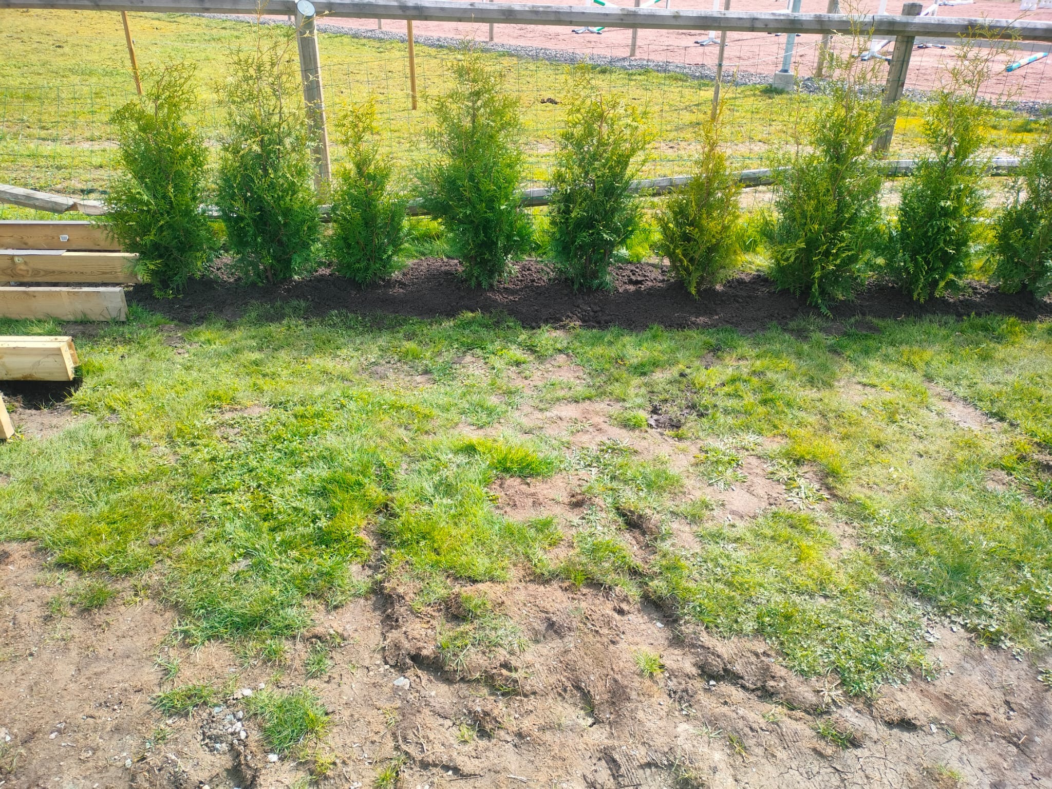 Świeżo posadzone tuje wzdłuż ogrodzenia z drewnianych bali, ziemia przygotowana pod nasadzenia, widoczne deski. Słoneczny dzień, trawa w tle.