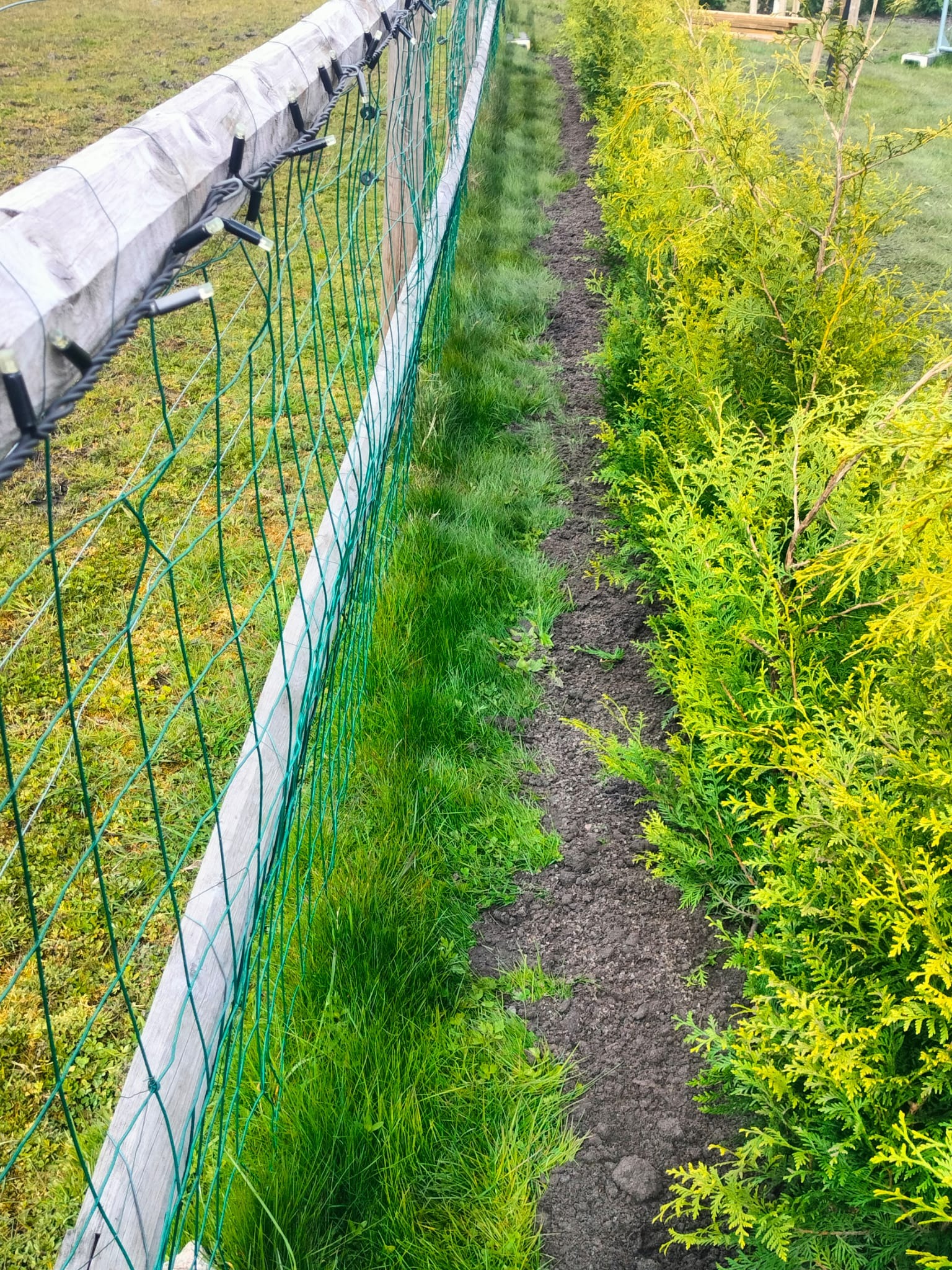 Siatka ogrodzeniowa z drewnianym słupkiem, ozdobiona lampkami, oddzielająca trawnik od rabaty z tujami. Perspektywa z góry, widoczne elementy oświetlenia.