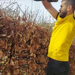 Wycinka drzew Łódź 3