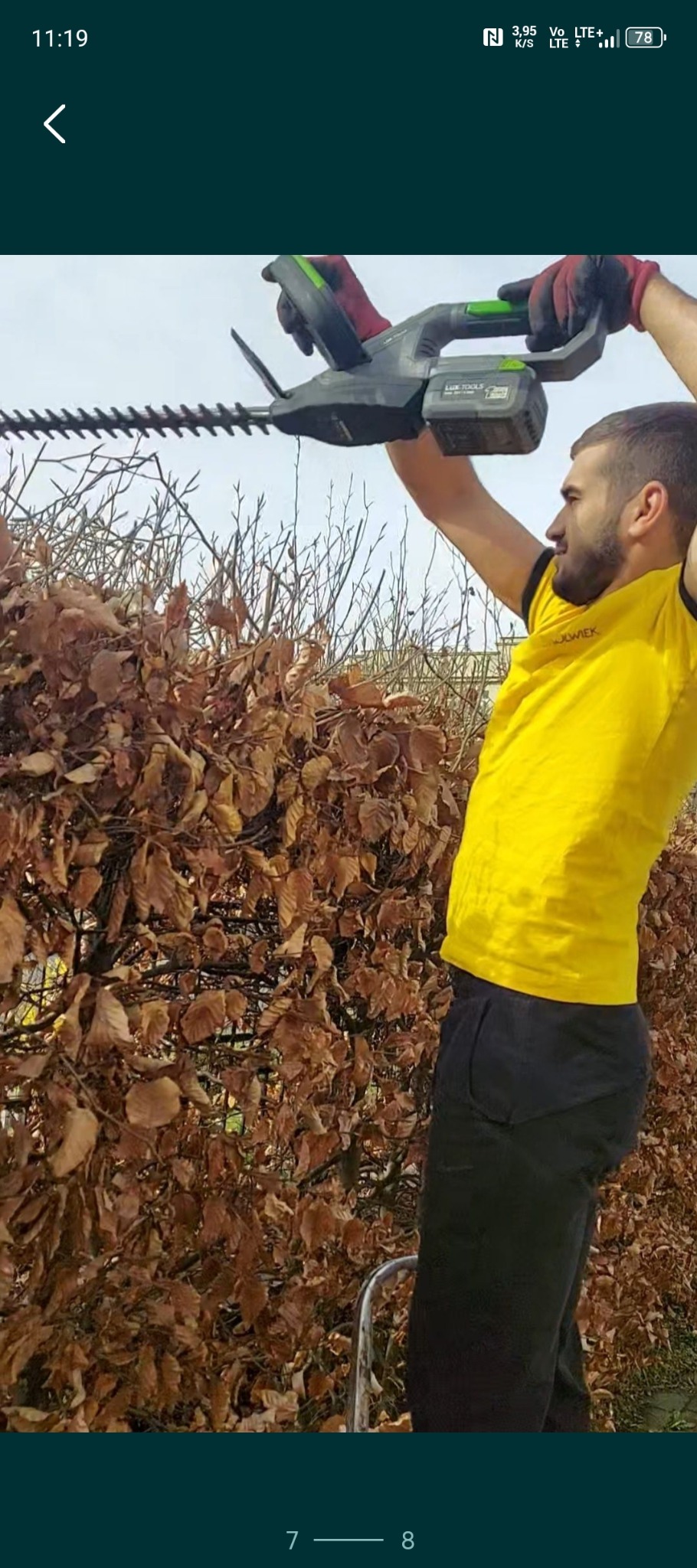 Mężczyzna w żółtej koszulce przycina żywopłot za pomocą elektrycznych nożyc do żywopłotu. Widoczny żywopłot z brązowymi liśćmi oraz fragment drabiny.