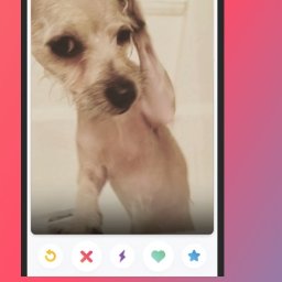 Przemysław Kosiec - Aplikacja randkowa dla psów na smartfonie. Ekran z profilem psa rasy chihuahua. Tekst: 'Meet new and interesting dogs nearby'.