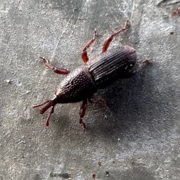 Dezynsekcja i deratyzacja Jastrzębie-Zdrój 4