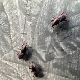 TOXIN 2 - Trzy chrząszcze żerują na szarej powierzchni. Ujęcie z bliska, ukazujące szczegóły budowy owadów i fakturę podłoża. Światło podkreśla cienie i kształty.