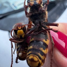 TOXIN 2 - Odpowiednie Schody Jastrzębie-Zdrój