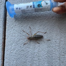 TOXIN 2 - Żel owadobójczy w tubie obok martwego szarańczaka na szarej ścianie. Preparat z imidachloprydem, stosowany przez profesjonalistów DDD.