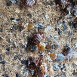 TOXIN 2 - Bliskie ujęcie pluskiew w różnych stadiach rozwoju, w tym dorosłe osobniki, larwy i jaja, na szorstkiej powierzchni. Widoczne ciemne odchody i wylinki.