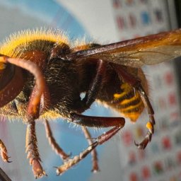 TOXIN 2 - Szerszeń europejski blisko, trzymany pęsetą, z widocznymi detalami ciała i skrzydeł na rozmytym tle. Makro owada złapanego w celu usunięcia.