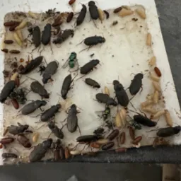 Pułapka lepowa z dużą ilością martwych owadów, w tym chrząszczy i much, na białej powierzchni. Widoczne larwy i poczwarki. Efekt dezynsekcji.