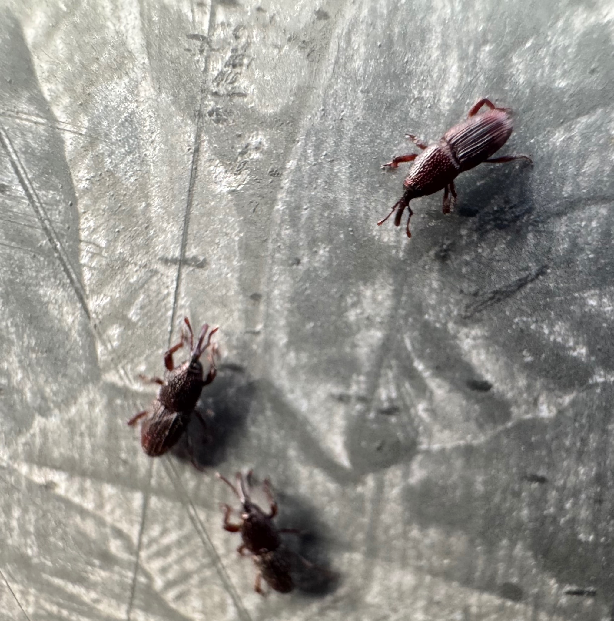 Trzy chrząszcze żerują na szarej powierzchni. Ujęcie z bliska, ukazujące szczegóły budowy owadów i fakturę podłoża. Światło podkreśla cienie i kształty.