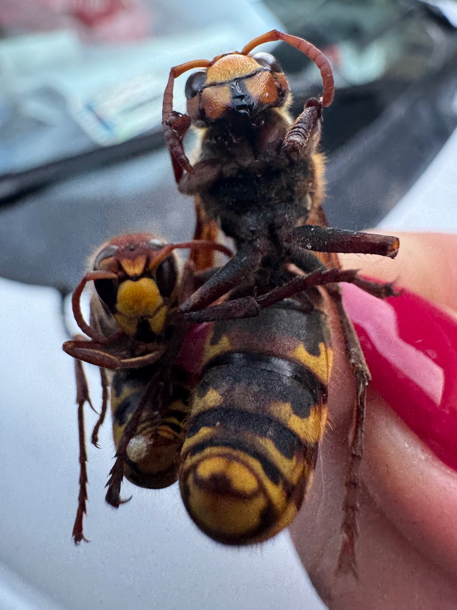 Dwa martwe szerszenie europejskie trzymane w palcach z czerwonym manicure, widoczne detale budowy owadów, czarno-żółte paski na odwłoku, brązowe odnóża i głowy.
