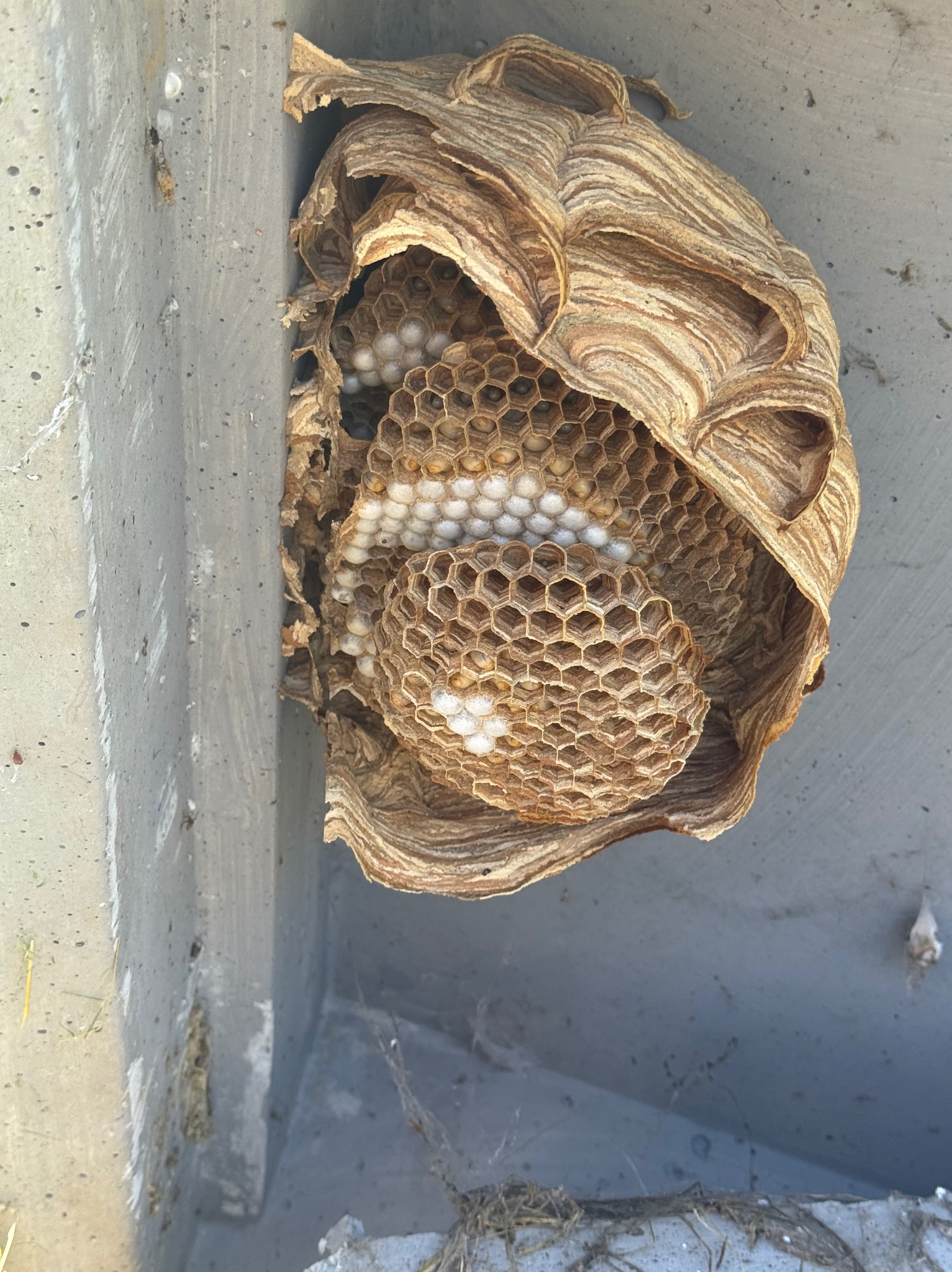 Gniazdo os z widocznymi komórkami i larwami, umieszczone na szarej, betonowej powierzchni. Widoczne warstwy budowy gniazda i szczegóły struktury plastra.