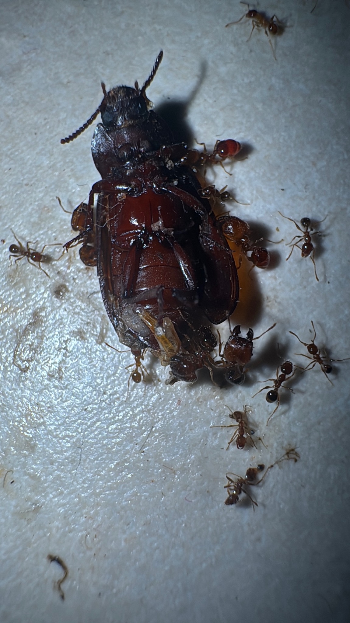 Martwy chrząszcz otoczony przez mrówki na jasnej powierzchni. Makro zbliżenie na owady, widoczne detale ciała chrząszcza i mrówek. Dezynsekcja.