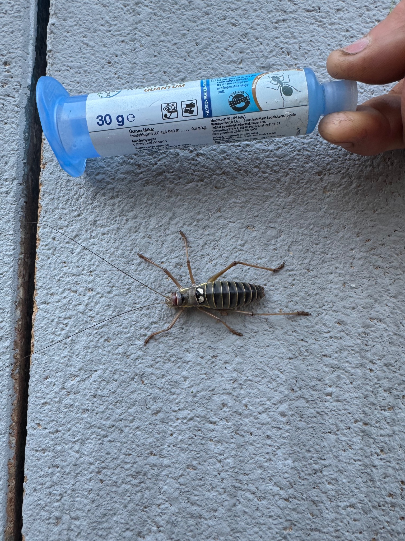 Żel owadobójczy w tubie obok martwego szarańczaka na szarej ścianie. Preparat z imidachloprydem, stosowany przez profesjonalistów DDD.