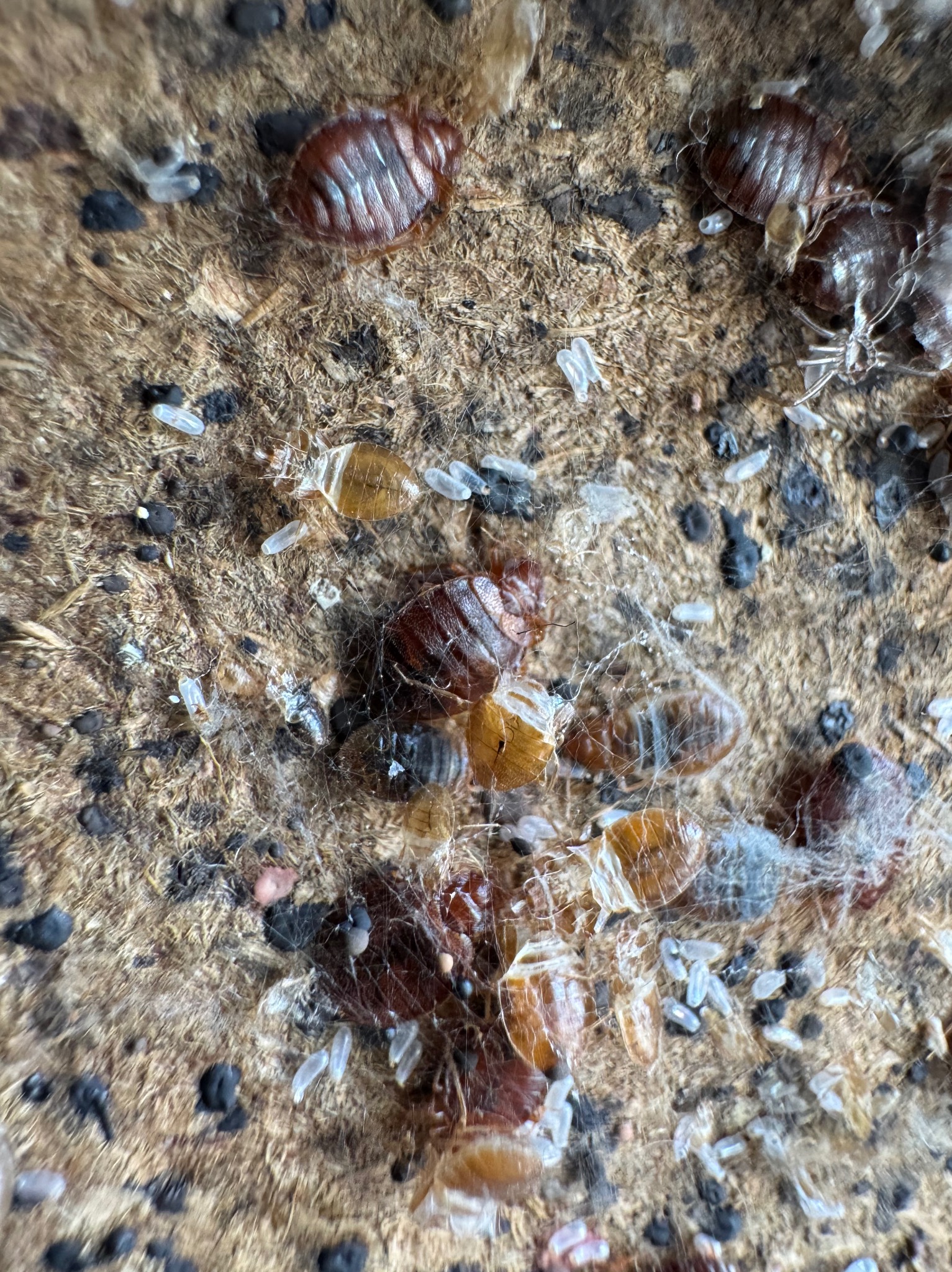 Bliskie ujęcie pluskiew w różnych stadiach rozwoju, w tym dorosłe osobniki, larwy i jaja, na szorstkiej powierzchni. Widoczne ciemne odchody i wylinki.