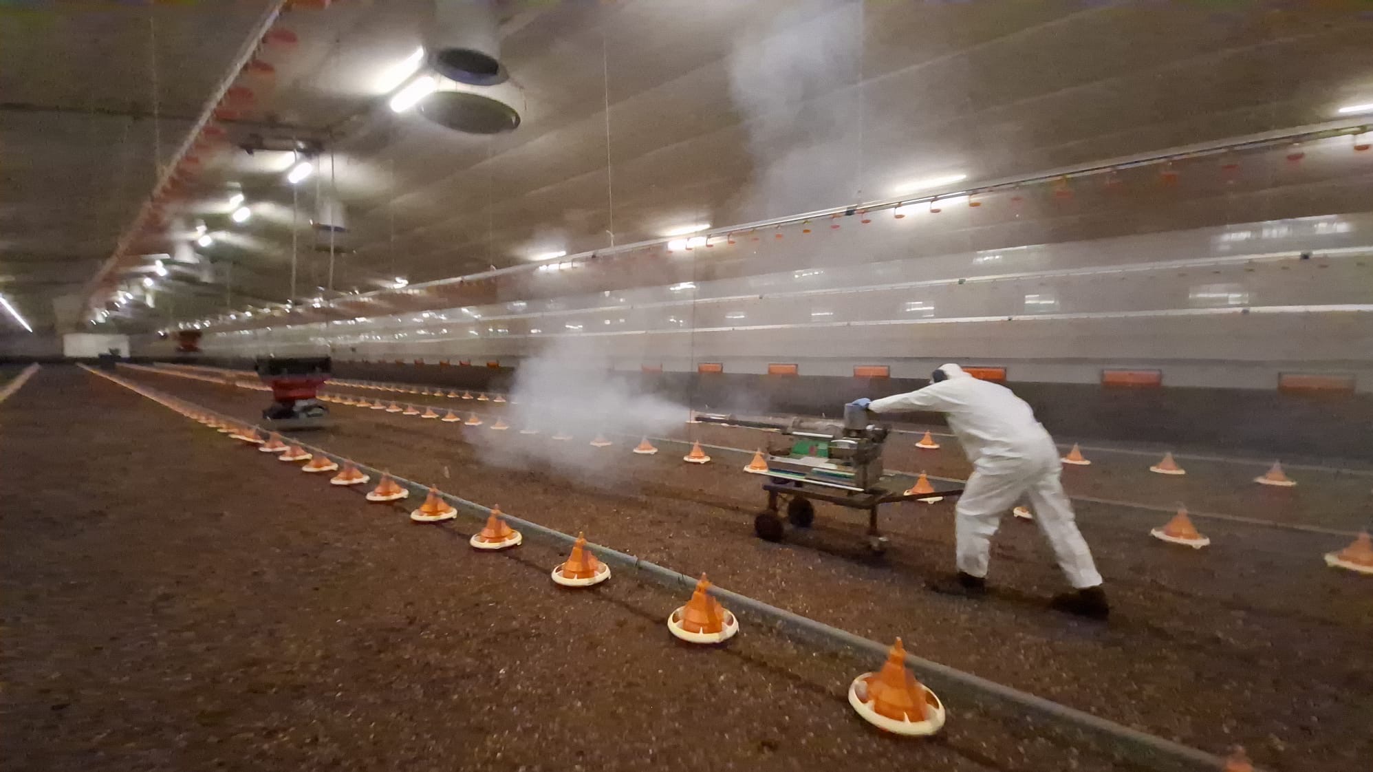 Pracownik w kombinezonie ochronnym dezynfekuje halę z podajnikami dla drobiu za pomocą specjalistycznego sprzętu. Widoczna unosząca się mgła dezynfekująca.