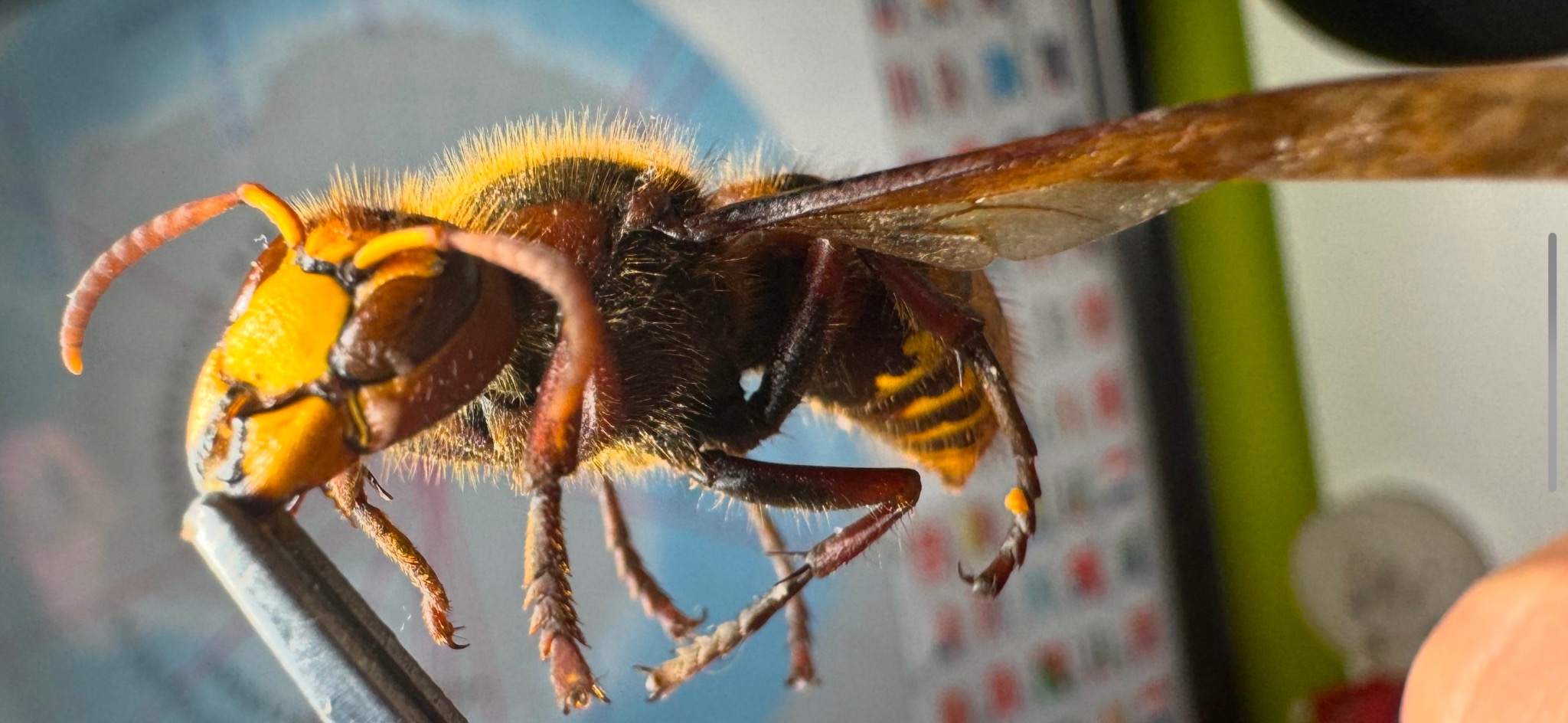 Szerszeń europejski blisko, trzymany pęsetą, z widocznymi detalami ciała i skrzydeł na rozmytym tle. Makro owada złapanego w celu usunięcia.